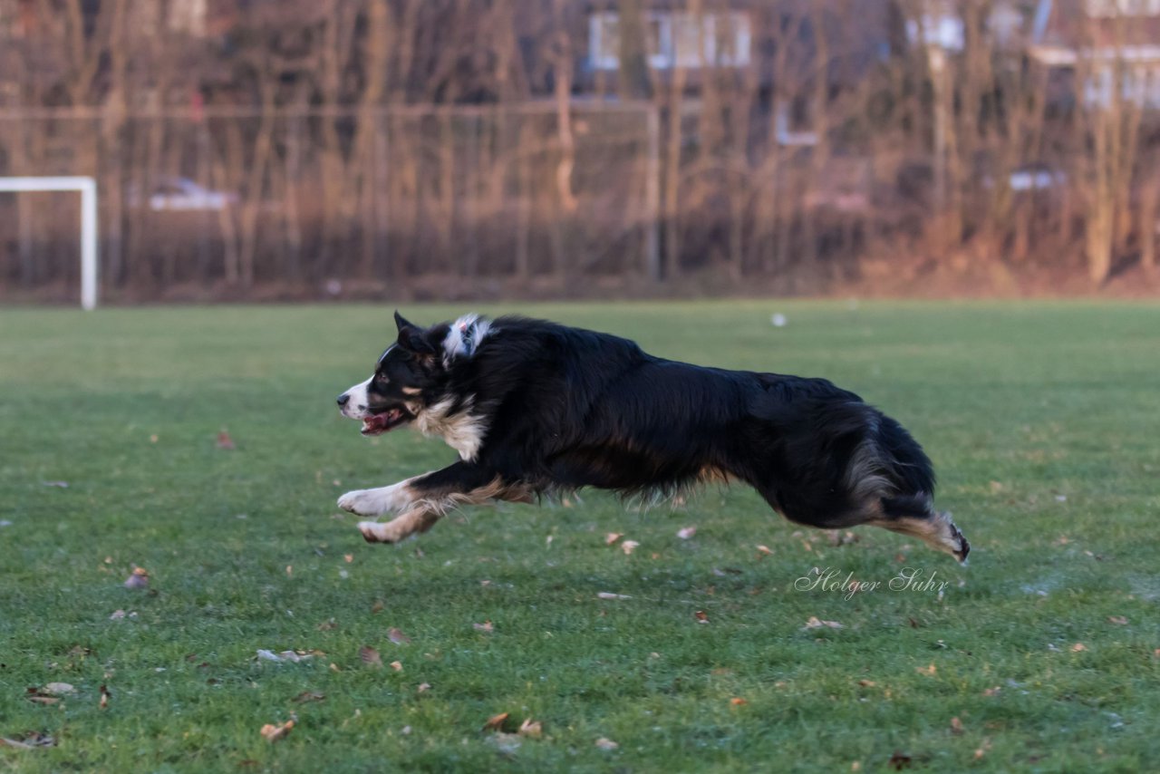 Bild 18 - Hundeshooting